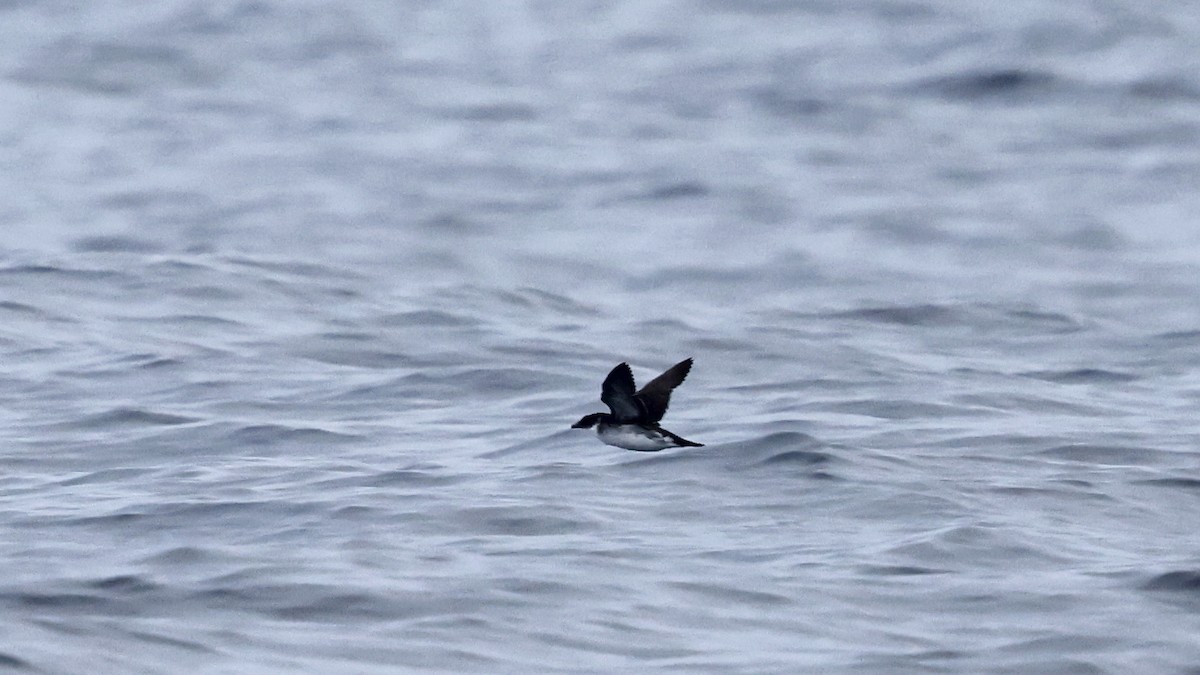 Potoyunco Peruano - ML647399680