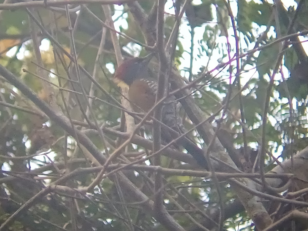 Lesser Yellownape - ML647399682