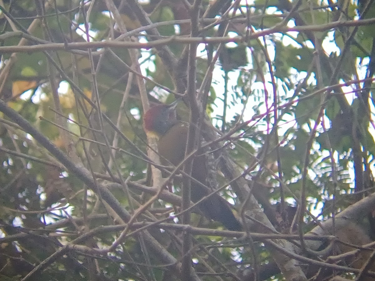 Lesser Yellownape - ML647399683