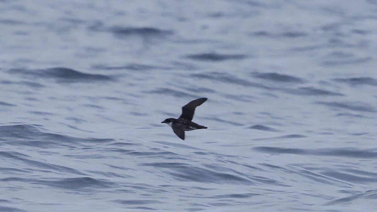 Potoyunco Peruano - ML647399690