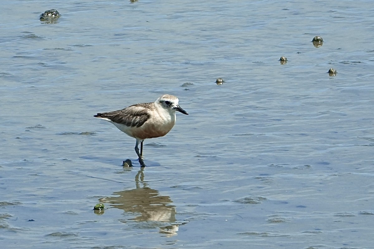 Red-breasted Dotterel - ML647399693