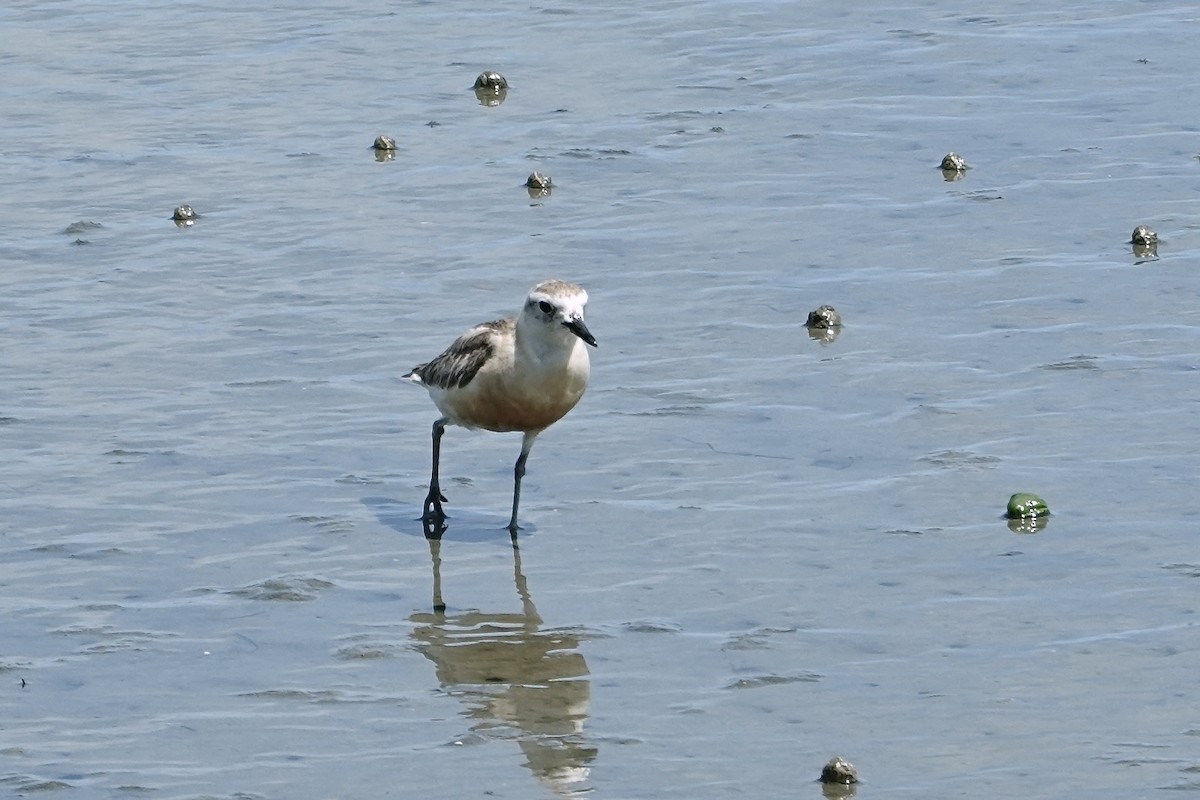 Red-breasted Dotterel - ML647399694