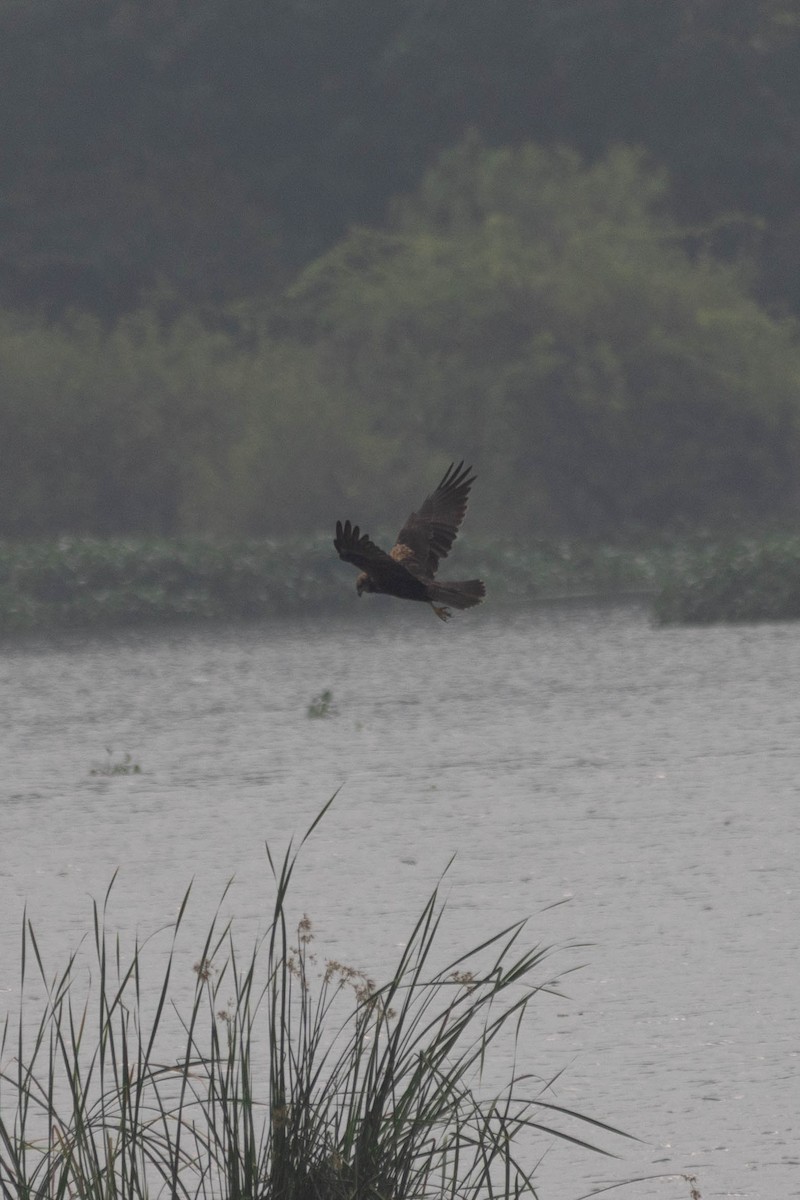 Western Marsh Harrier - ML647399697