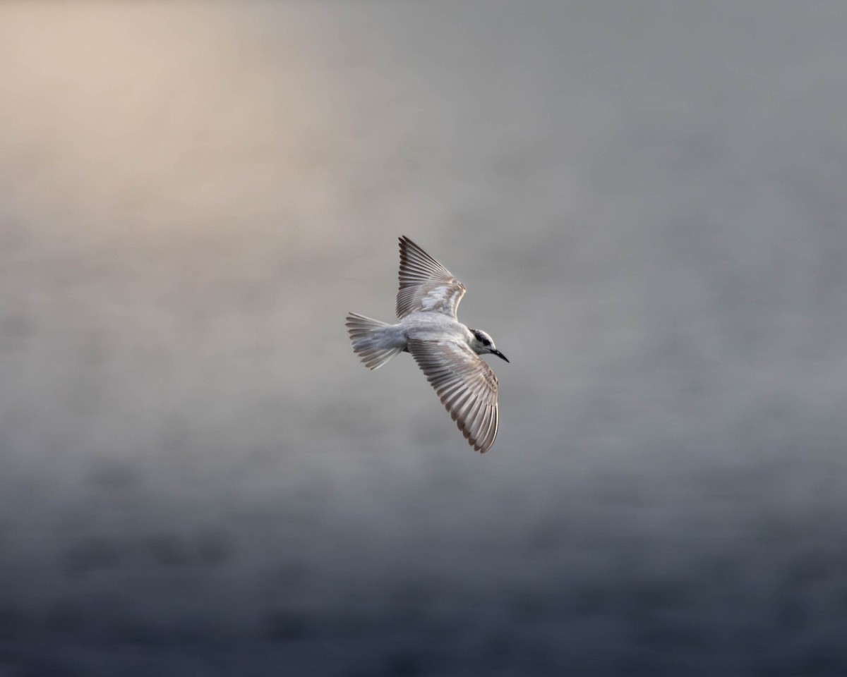 Whiskered Tern - ML647399701