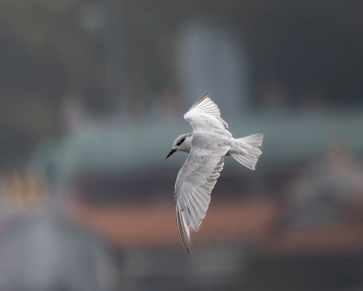 Whiskered Tern - ML647399704