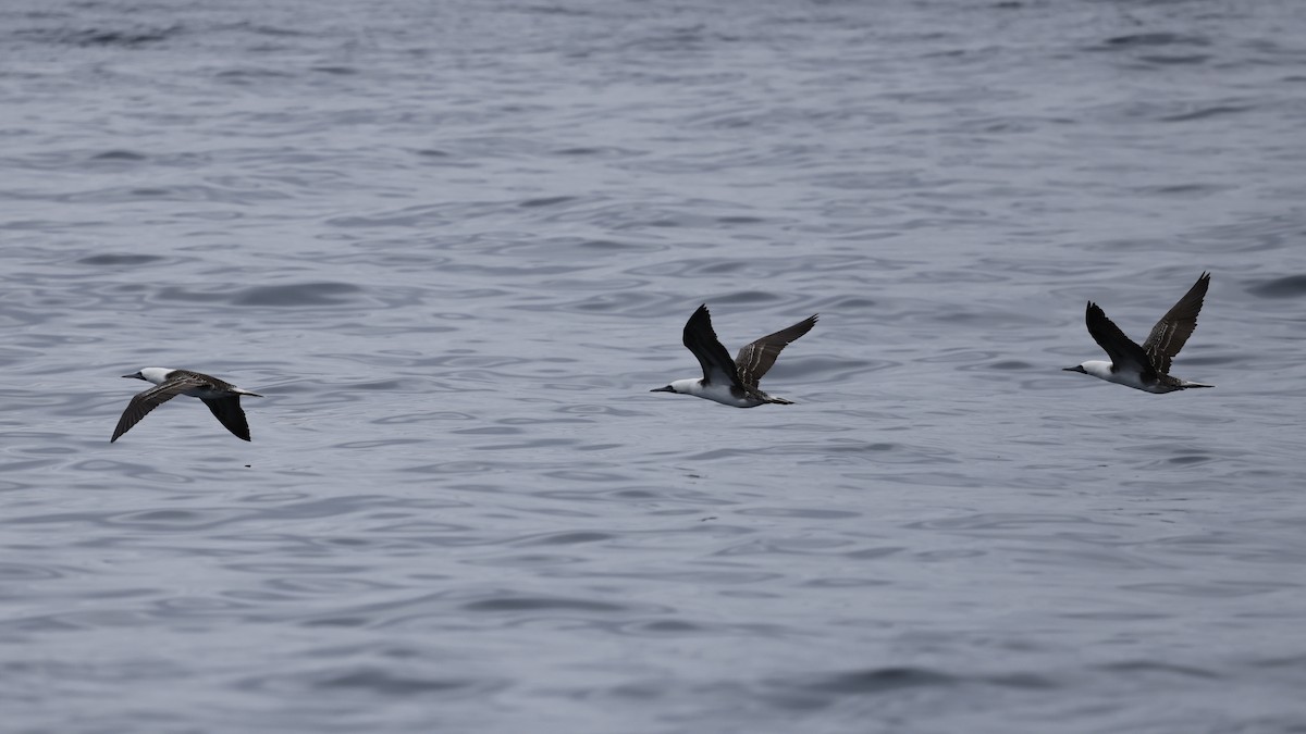 Piquero Peruano - ML647399706