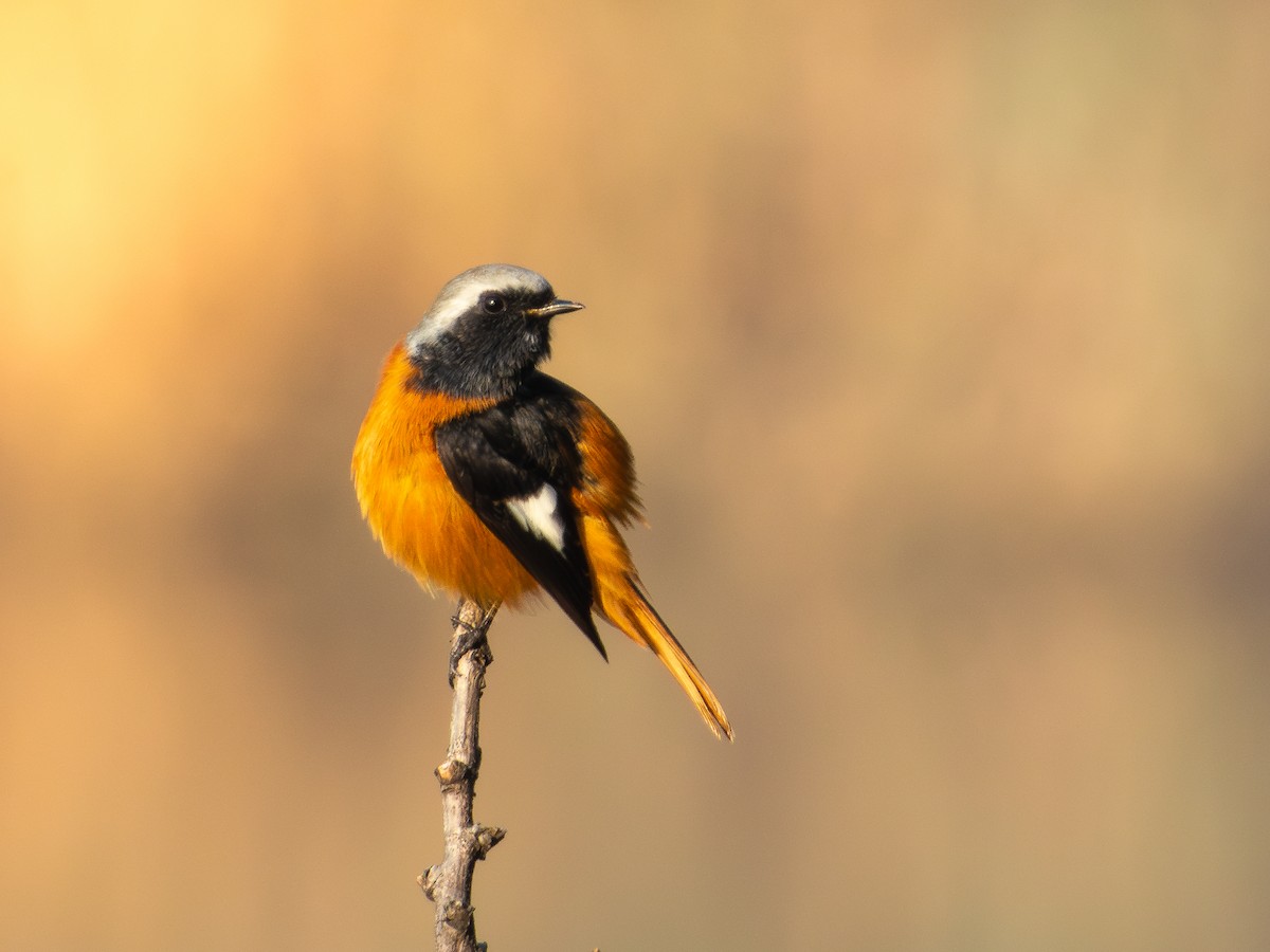 חכלילית סיבירית - ML647399722