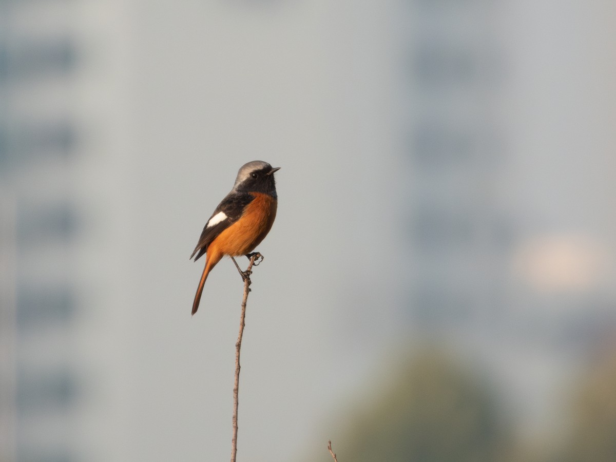 חכלילית סיבירית - ML647399723