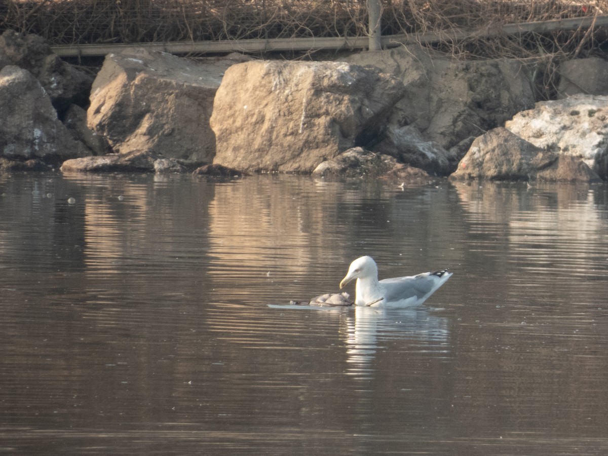 Vega/Mongolian Gull - ML647399737