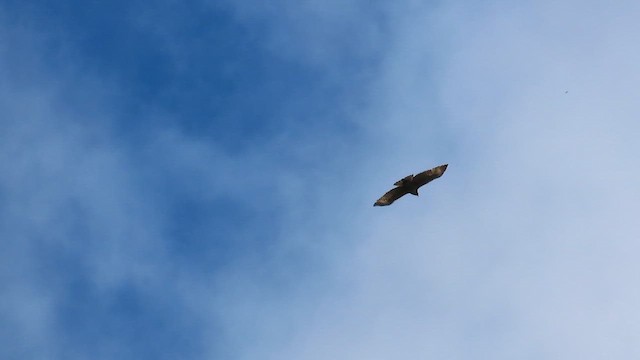 Mountain Hawk-Eagle - ML647399741