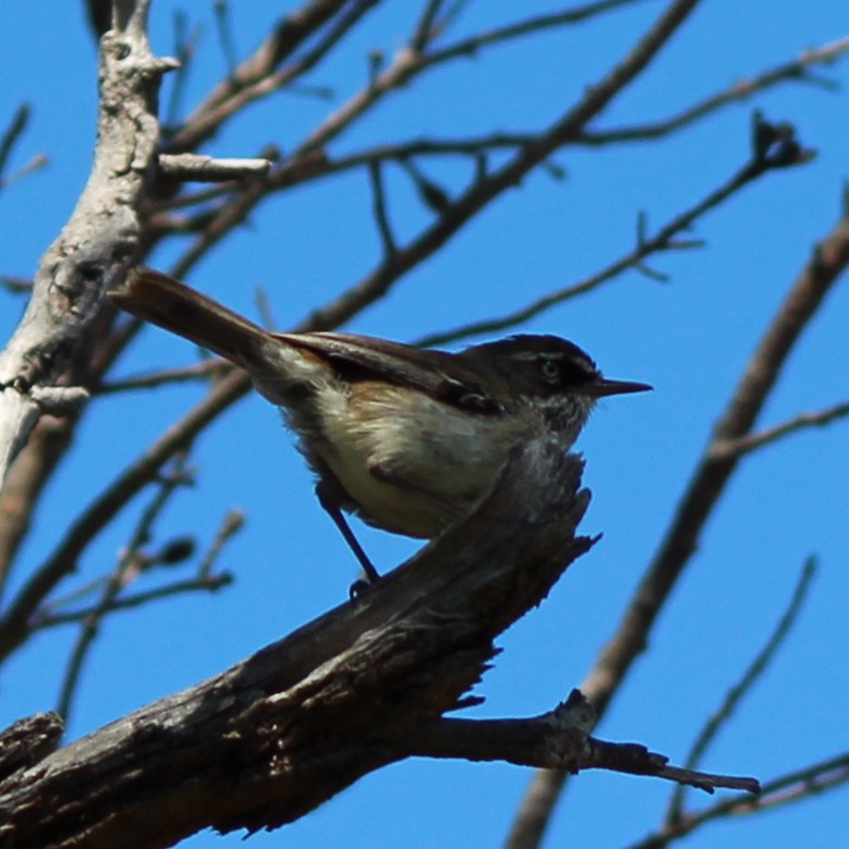 Benekli Serikornis - ML647399743