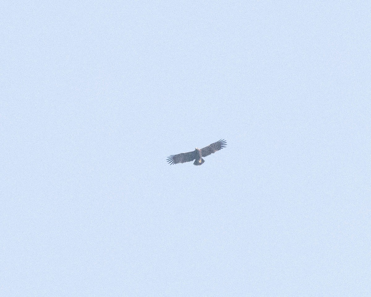 Indian Spotted Eagle - ML647399744