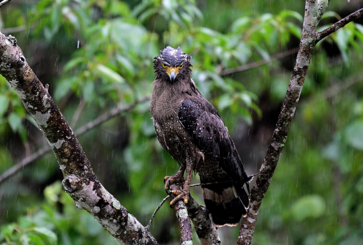 Culebrera Chiíla - ML647399750