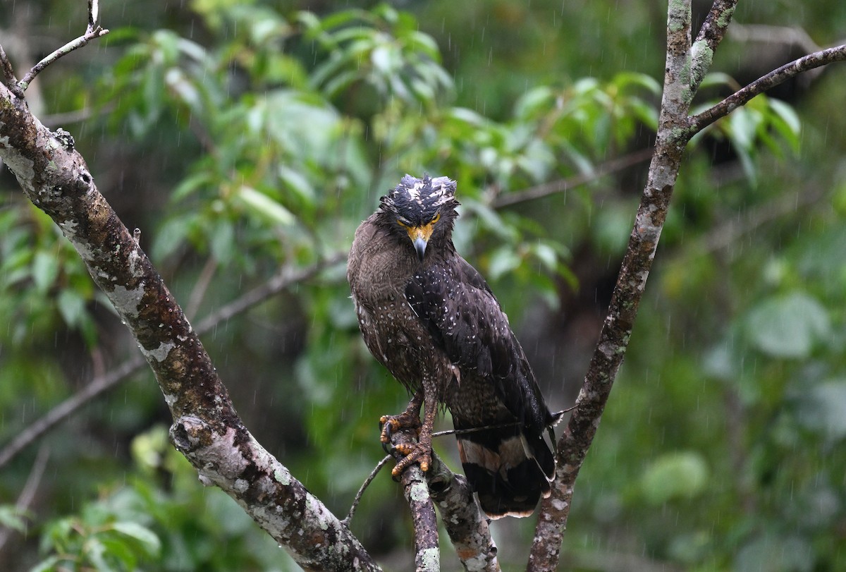 Culebrera Chiíla - ML647399752