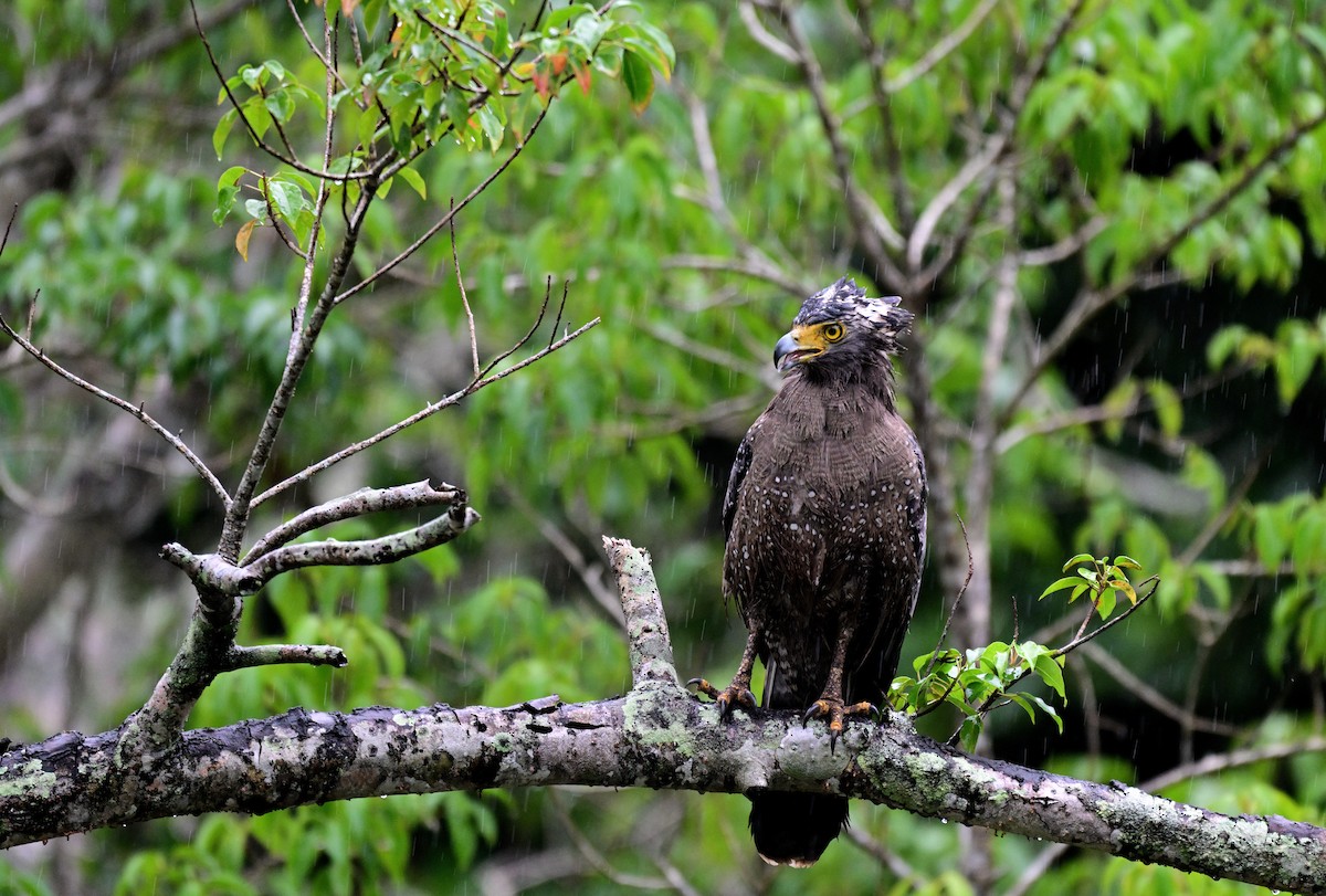 Culebrera Chiíla - ML647399753