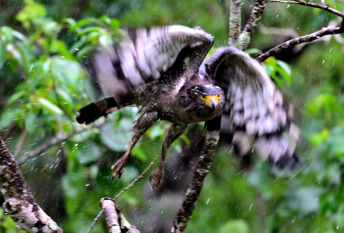 Culebrera Chiíla - ML647399754