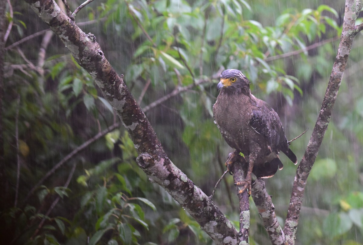 Culebrera Chiíla - ML647399755