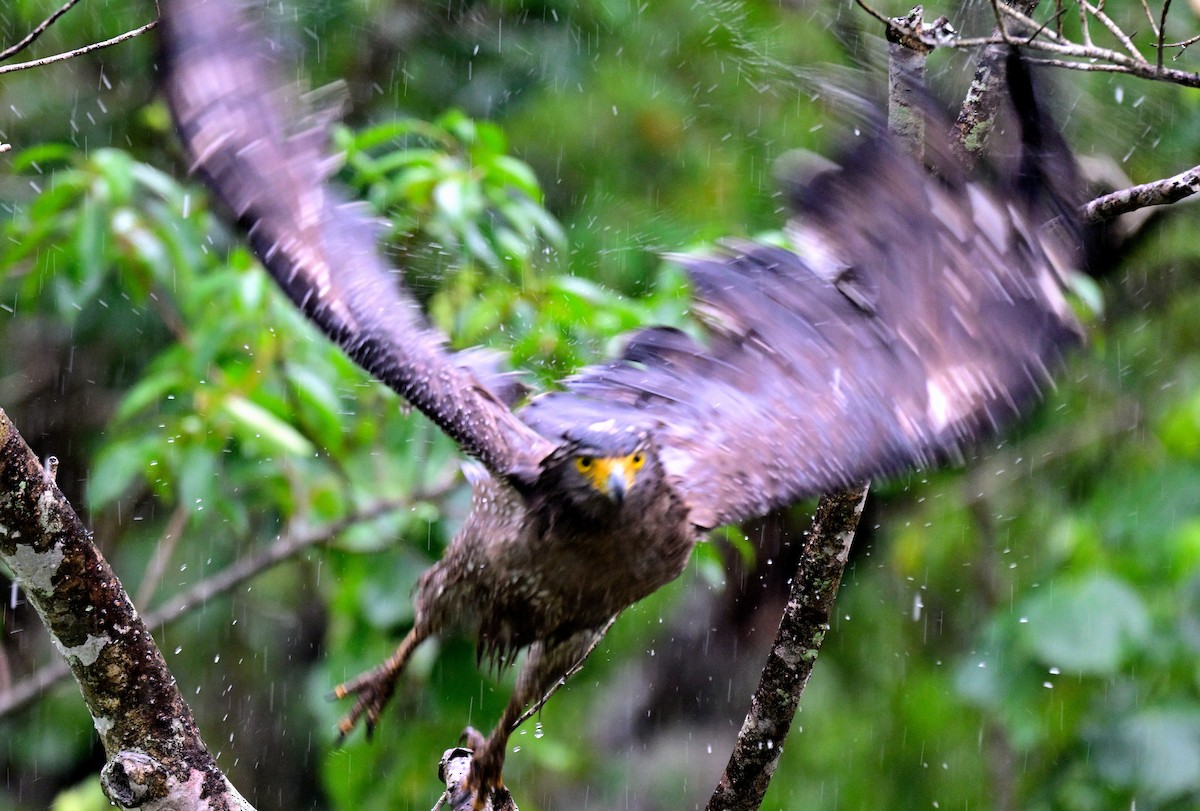 Culebrera Chiíla - ML647399756