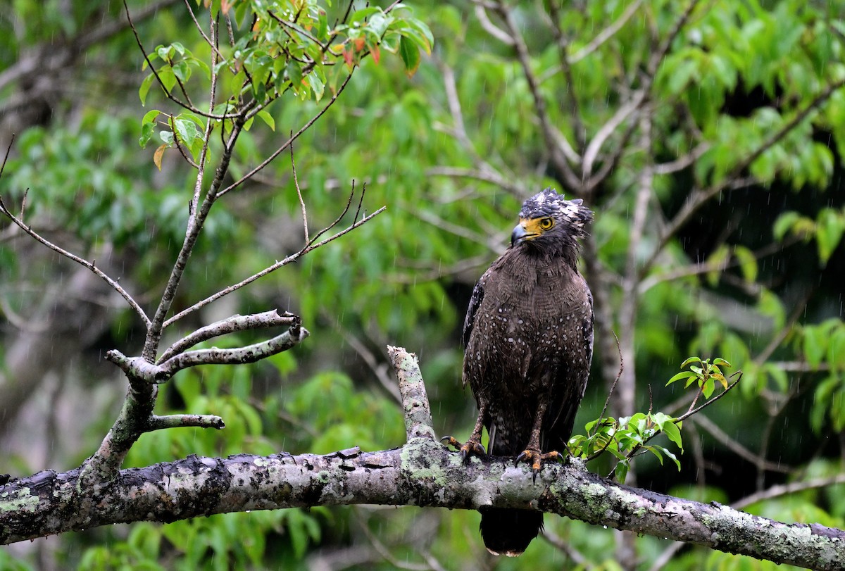 Culebrera Chiíla - ML647399757
