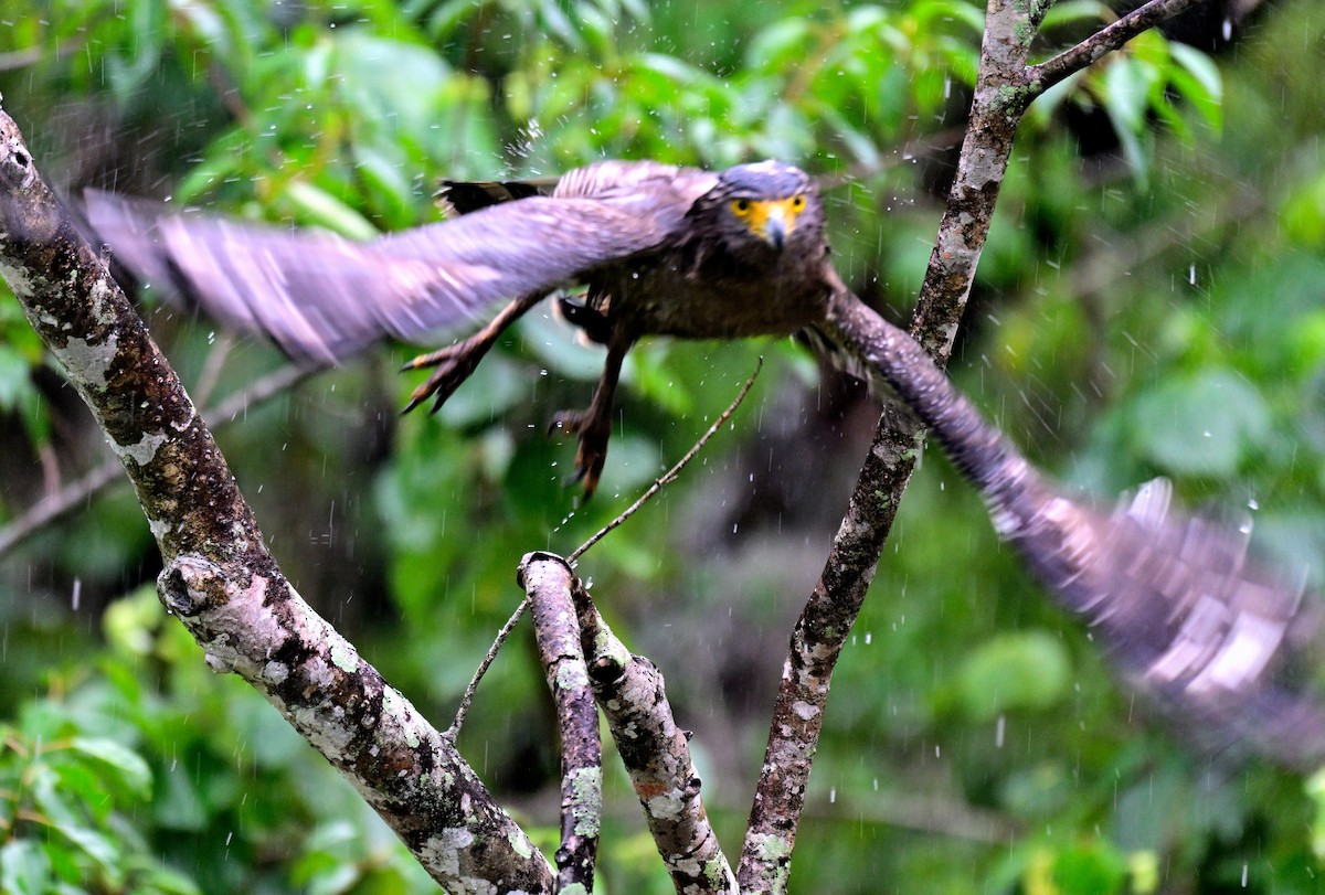 Culebrera Chiíla - ML647399758
