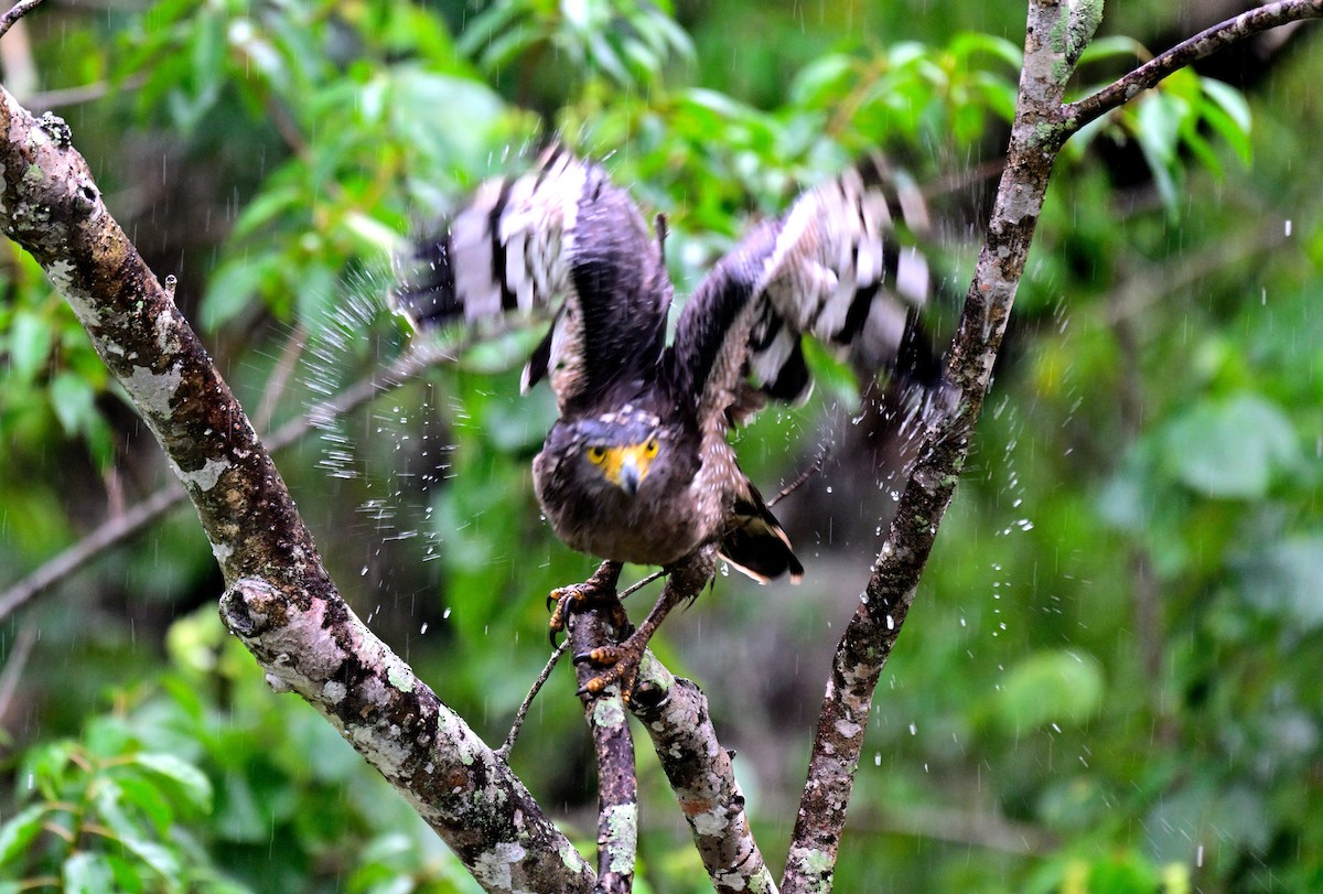Culebrera Chiíla - ML647399759