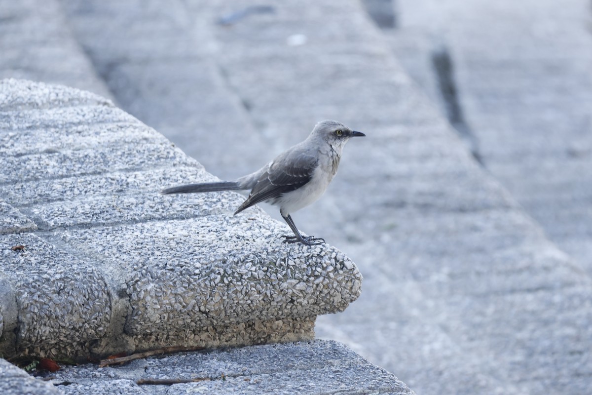 Tropikal Taklitçi - ML647399774