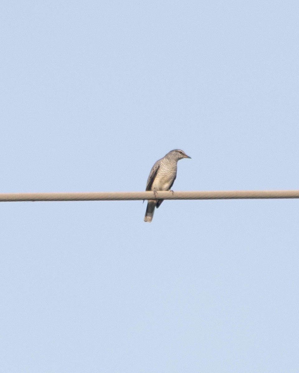 Black-headed Cuckooshrike - ML647399779