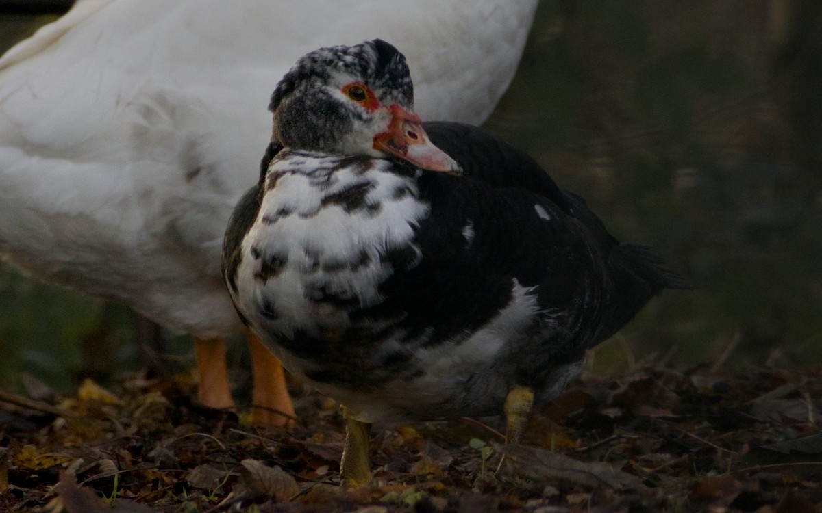 Muscovy Duck (Domestic type) - ML647399785
