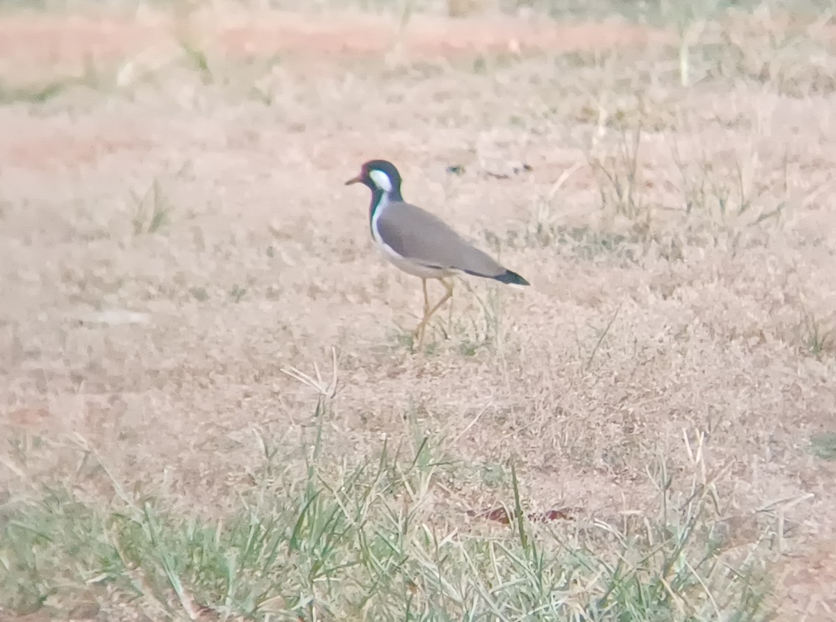 Büyük Kızkuşu - ML647399786