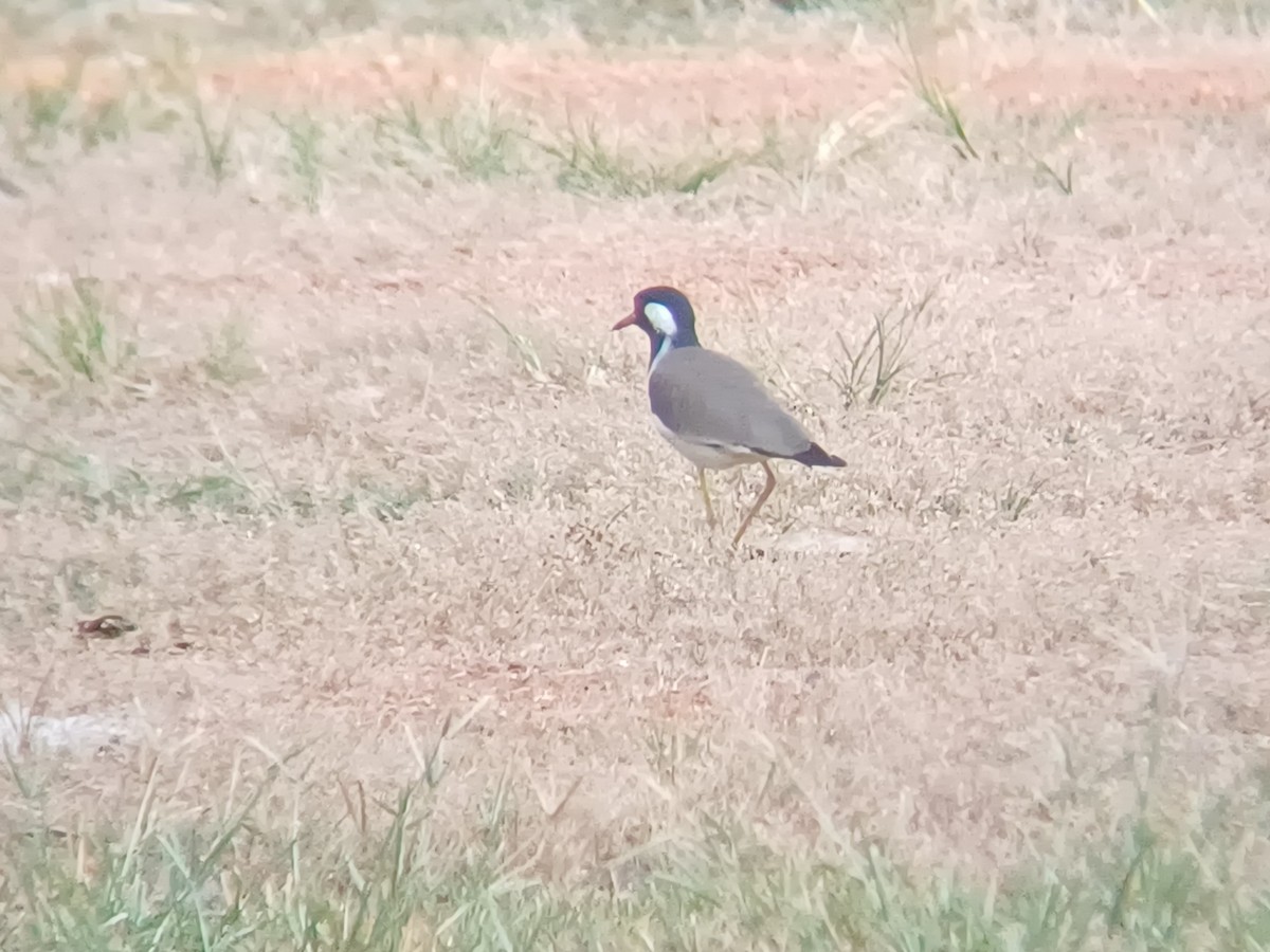 Büyük Kızkuşu - ML647399787