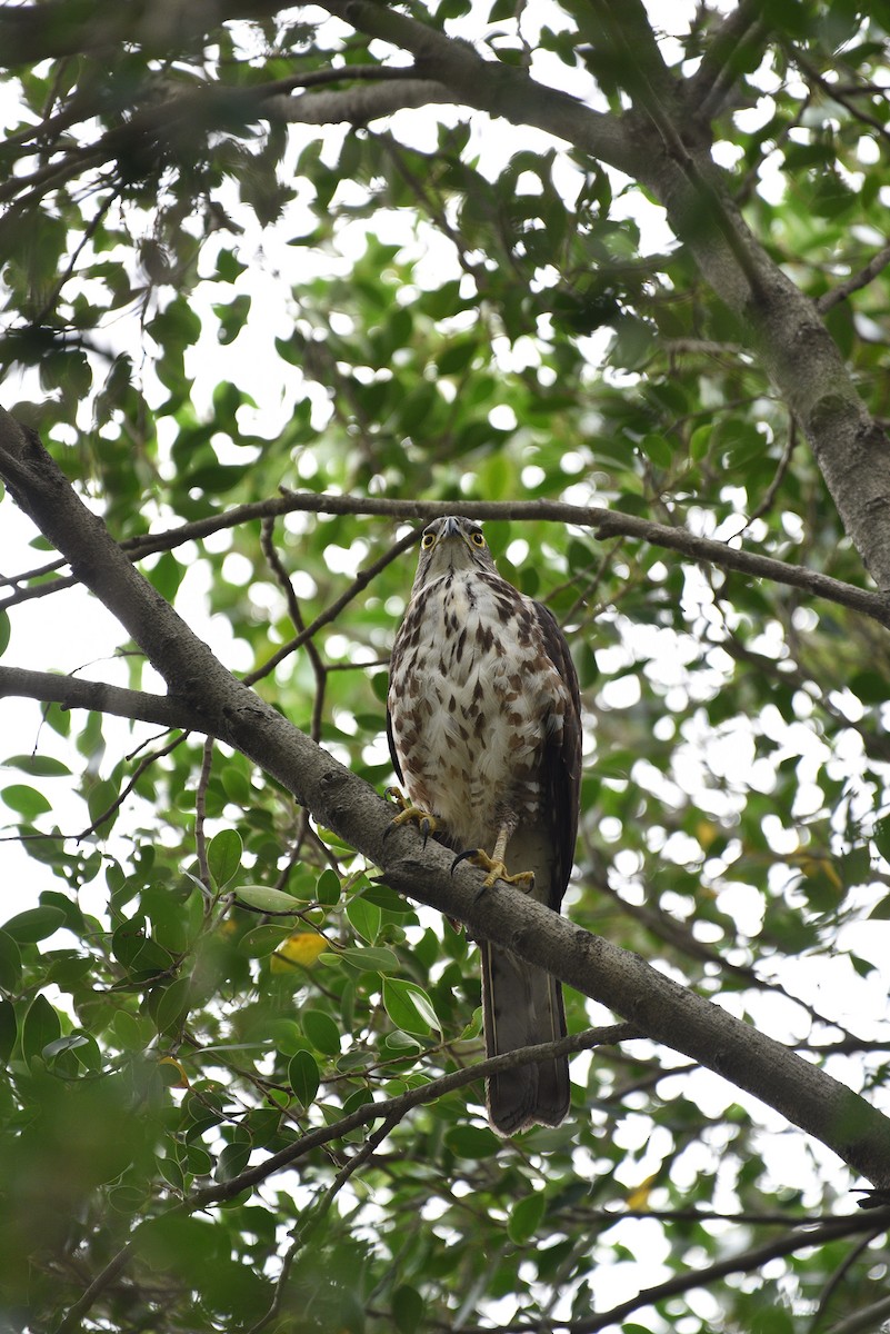 Crested Goshawk - ML647399789