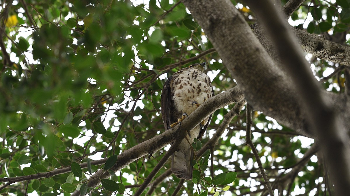 Crested Goshawk - ML647399790
