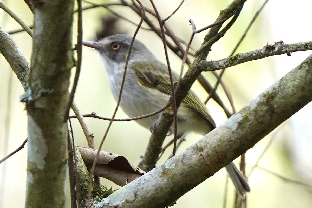 Pearly-vented Tody-Tyrant - ML647399792