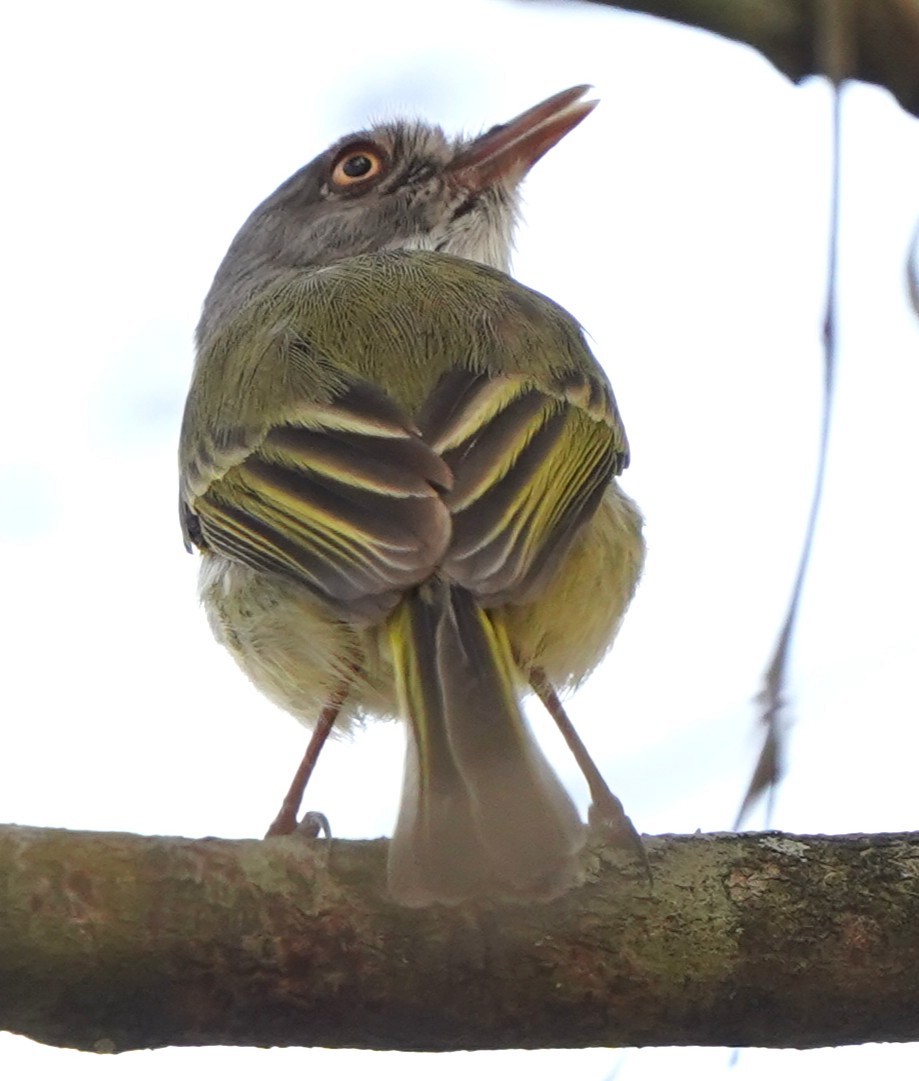 Pearly-vented Tody-Tyrant - ML647399793