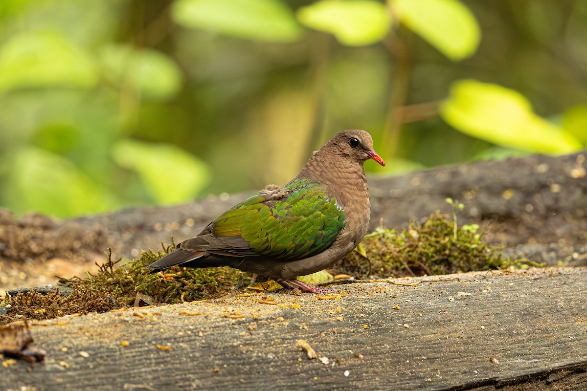 Asian Emerald Dove - ML647399797
