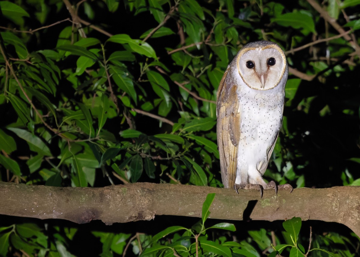 Eastern Barn Owl (Eastern) - ML647399798
