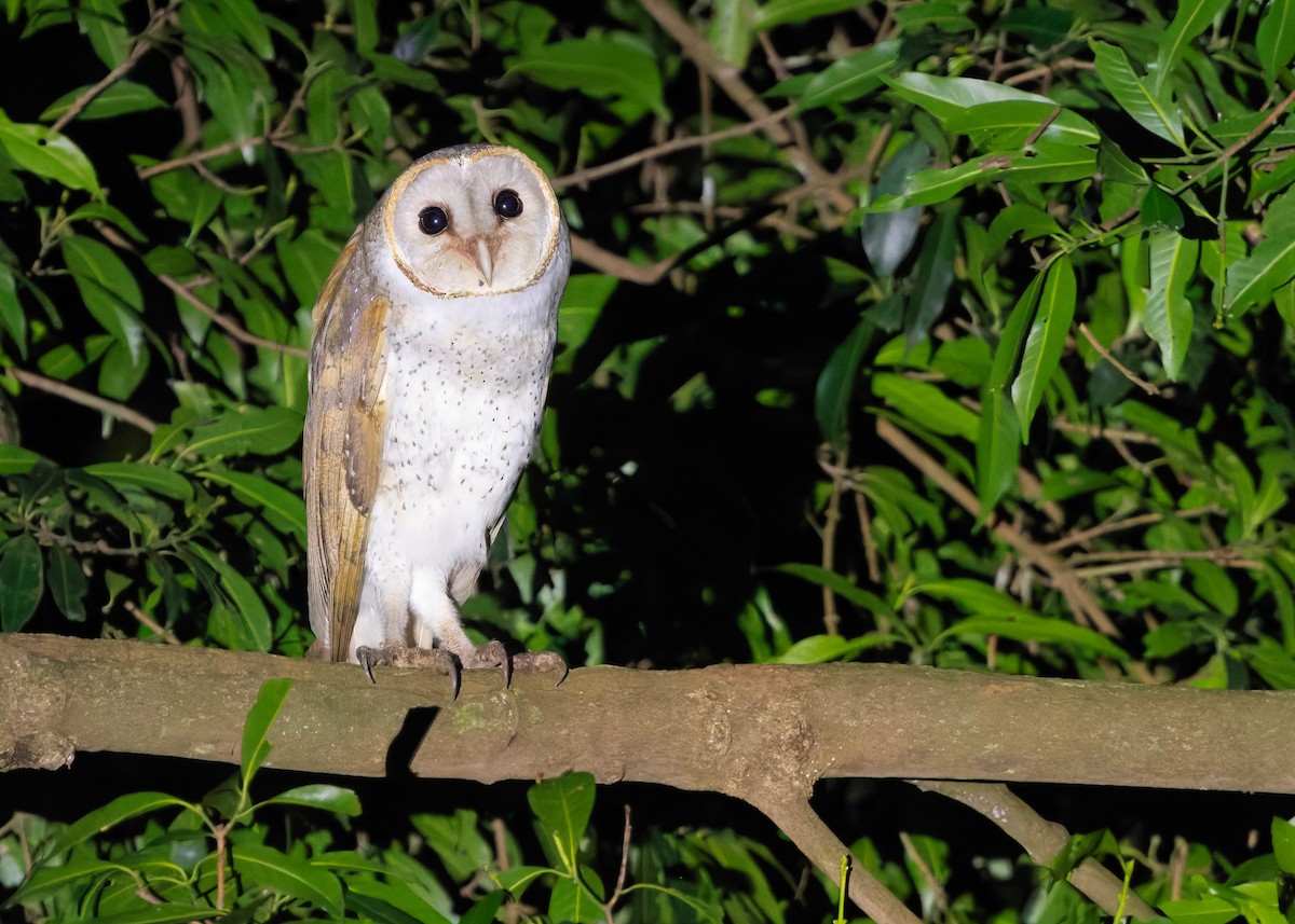 Eastern Barn Owl (Eastern) - ML647399799