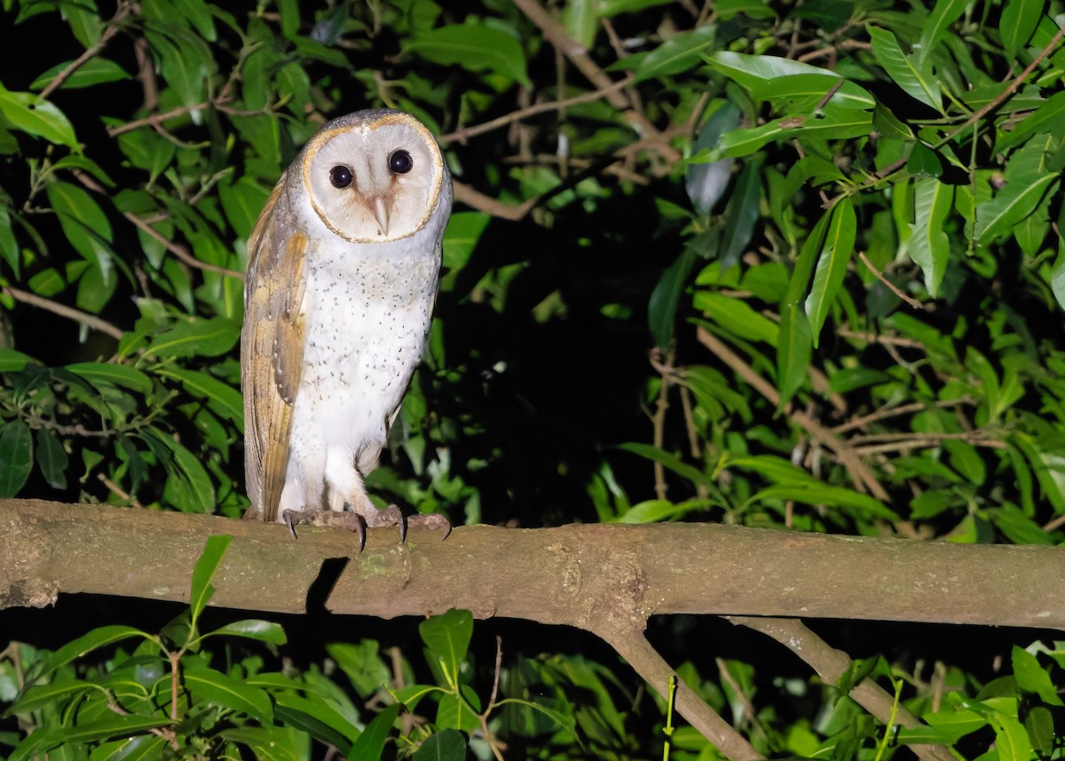 Eastern Barn Owl (Eastern) - ML647399800