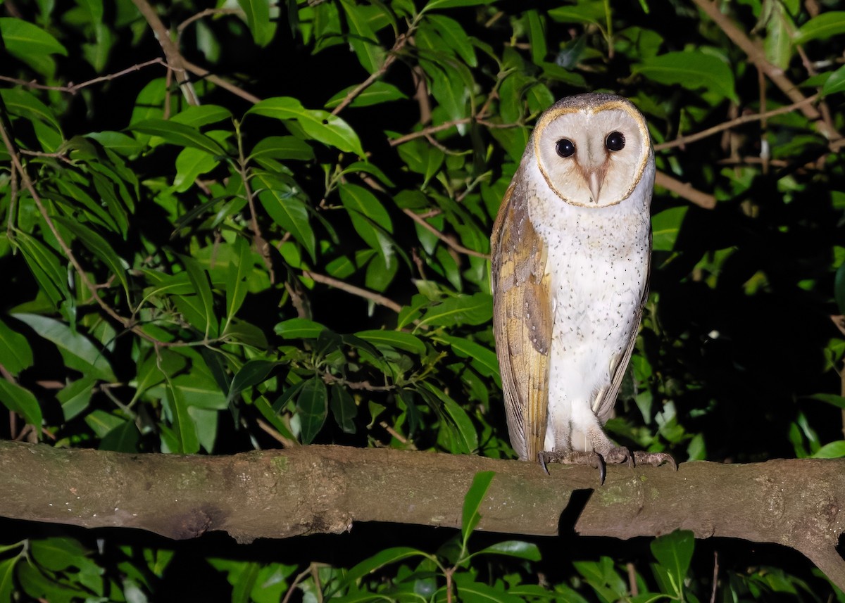 Eastern Barn Owl (Eastern) - ML647399801