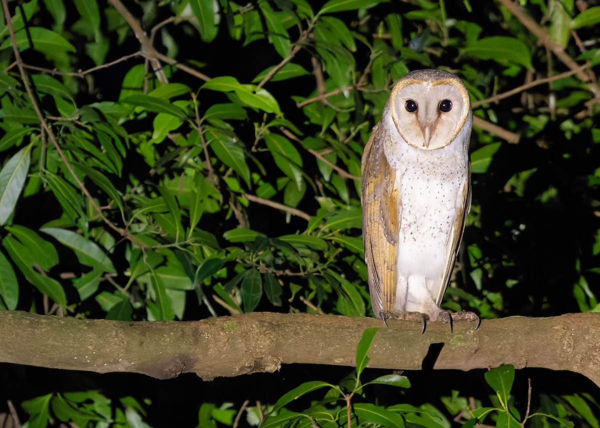 Eastern Barn Owl (Eastern) - ML647399802