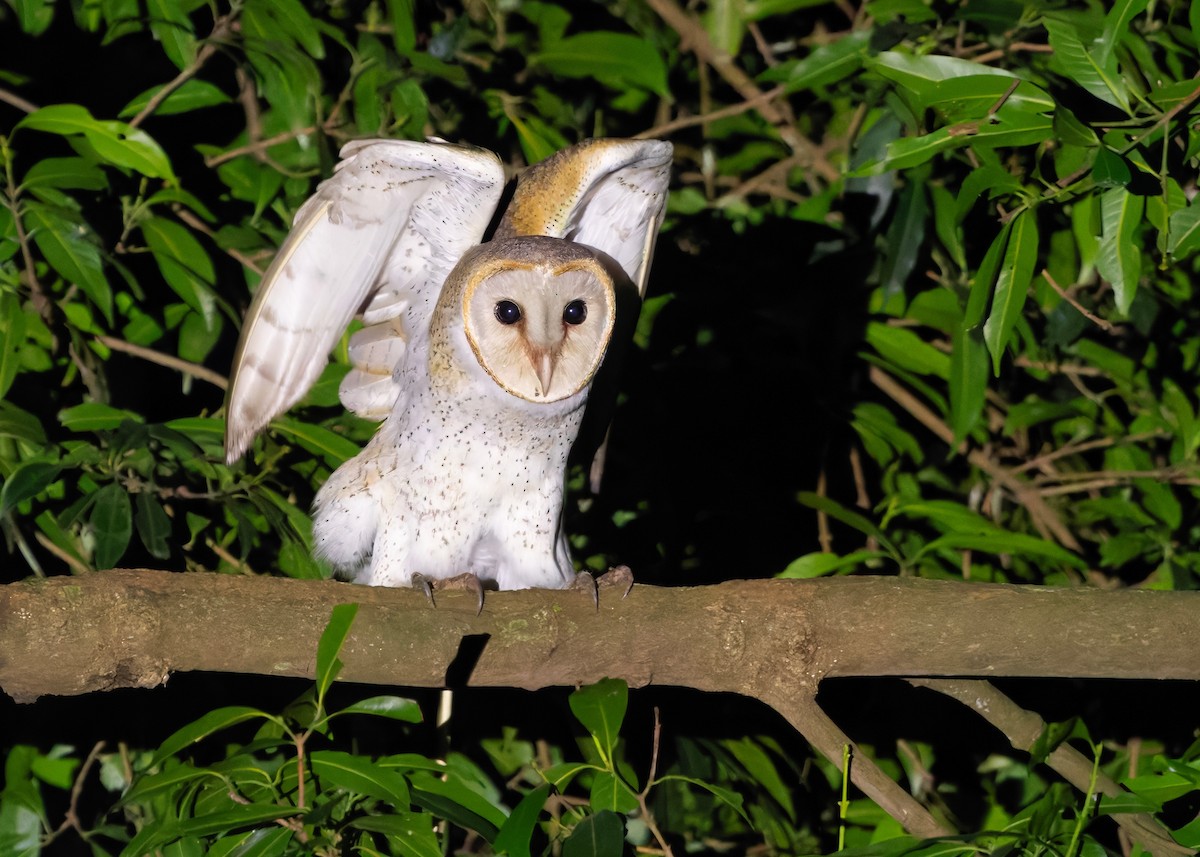 Eastern Barn Owl (Eastern) - ML647399803