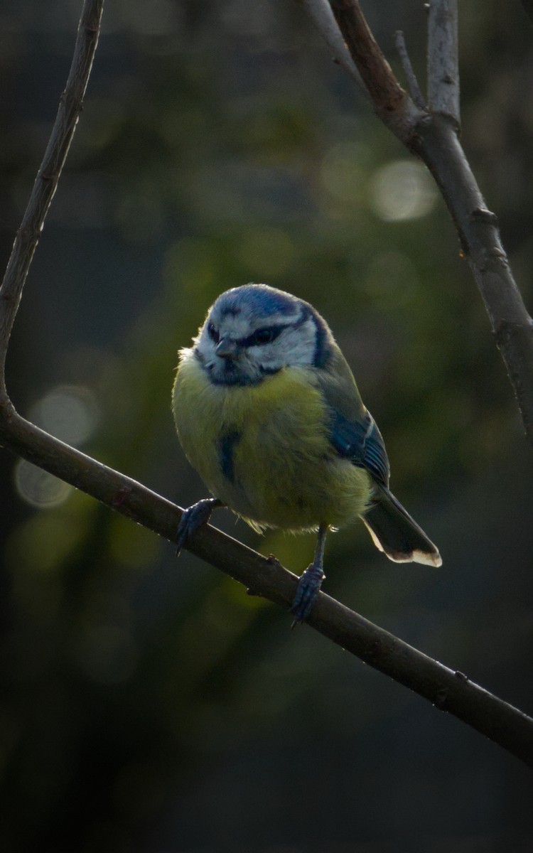 Eurasian Blue Tit - ML647399804