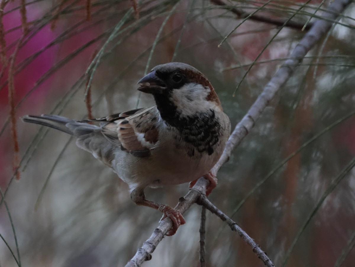 House Sparrow - ML647399805
