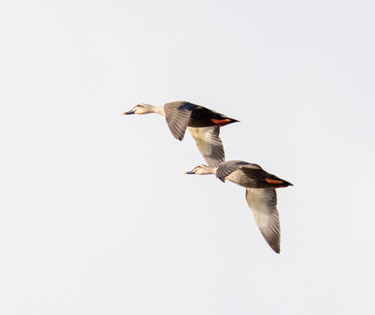 Eastern Spot-billed Duck - ML647399816