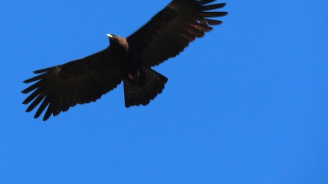 Black Eagle - ML647399817