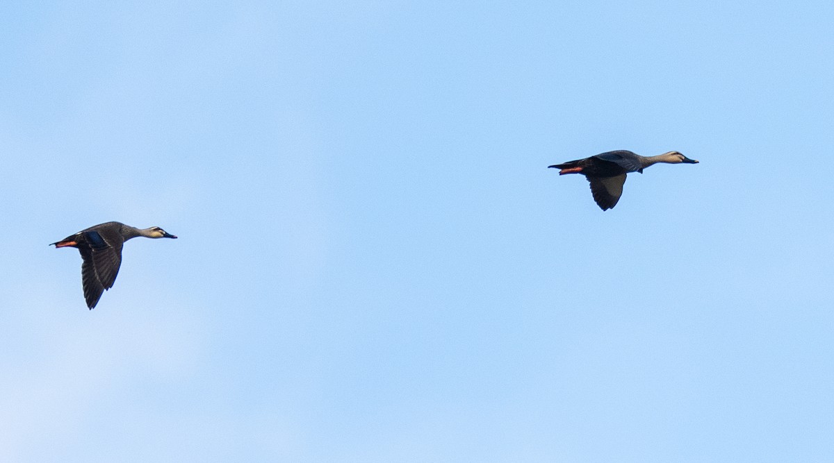 Eastern Spot-billed Duck - ML647399818