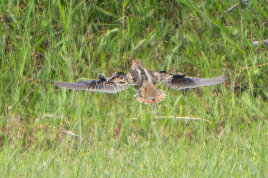 Pin-tailed Snipe - ML647399819