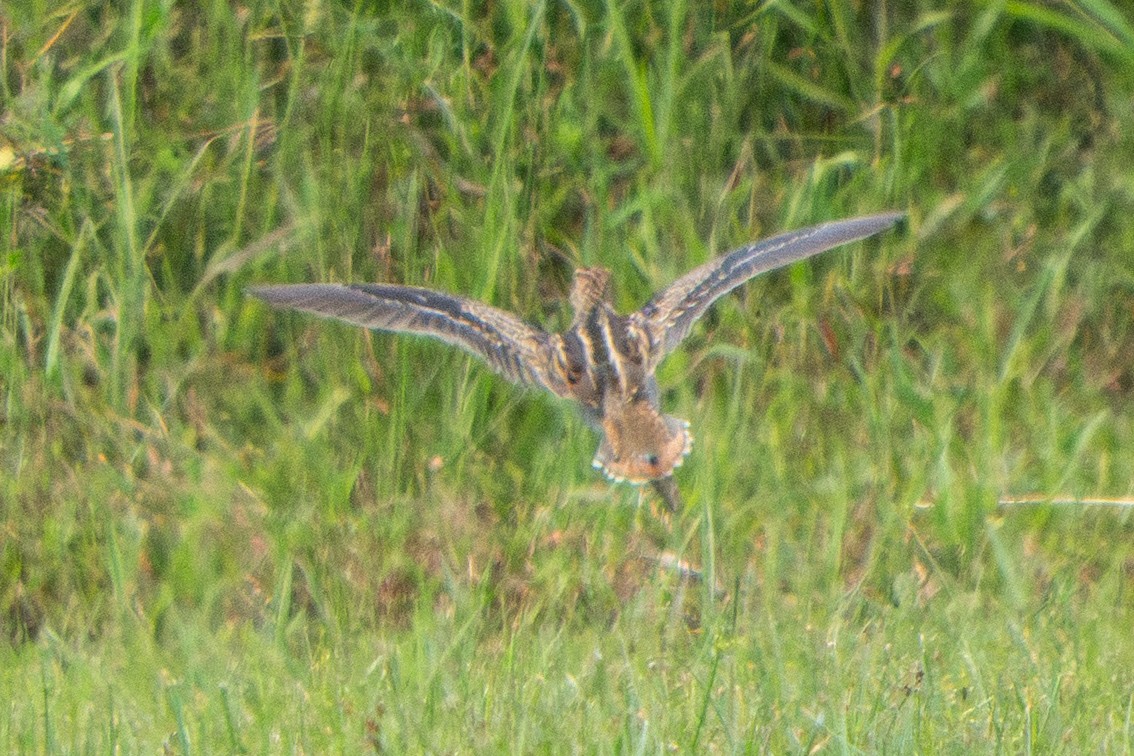 Pin-tailed Snipe - ML647399820
