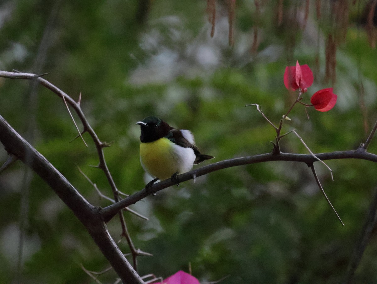 Purple-rumped Sunbird - ML647399821