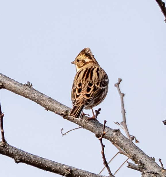 Rustic Bunting - ML647399822